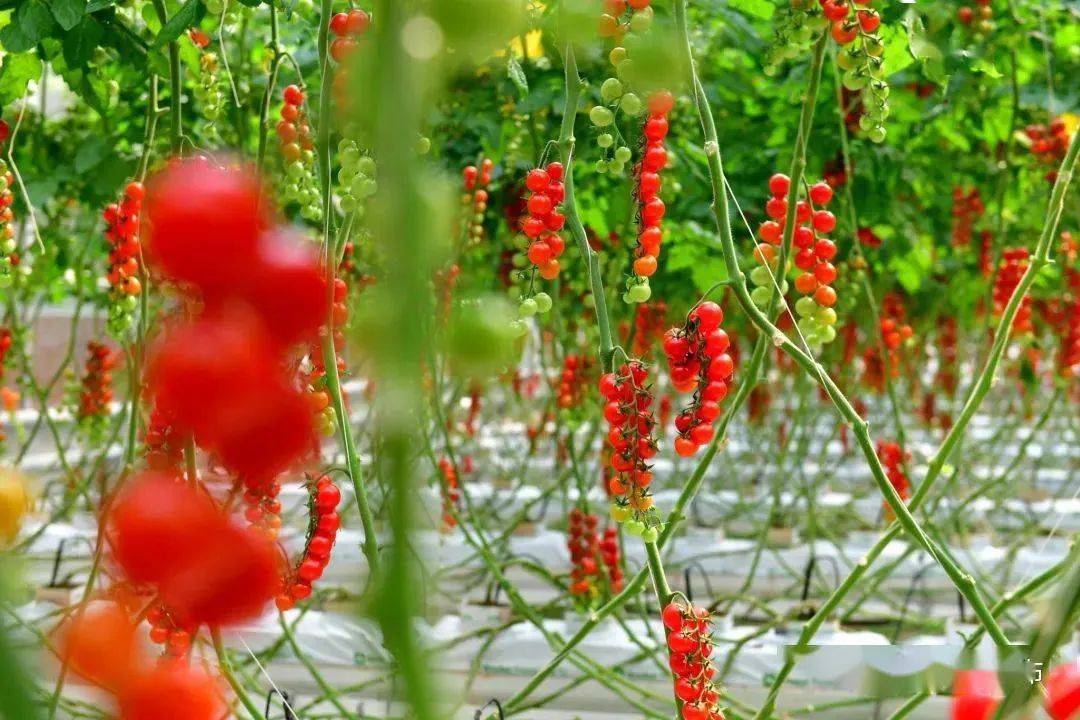 普通人怎么把握乡村振兴的机会,乡村振兴是下一个创业风口