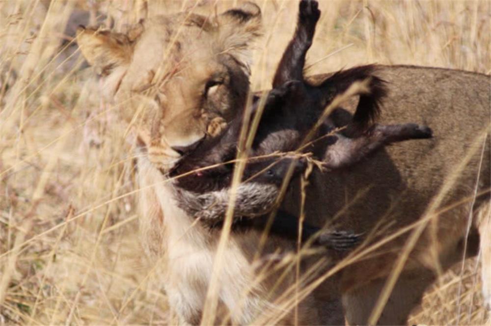蜜獾的天敌是斑鬣狗,蜜獾为何不惧怕狮子和鬣狗