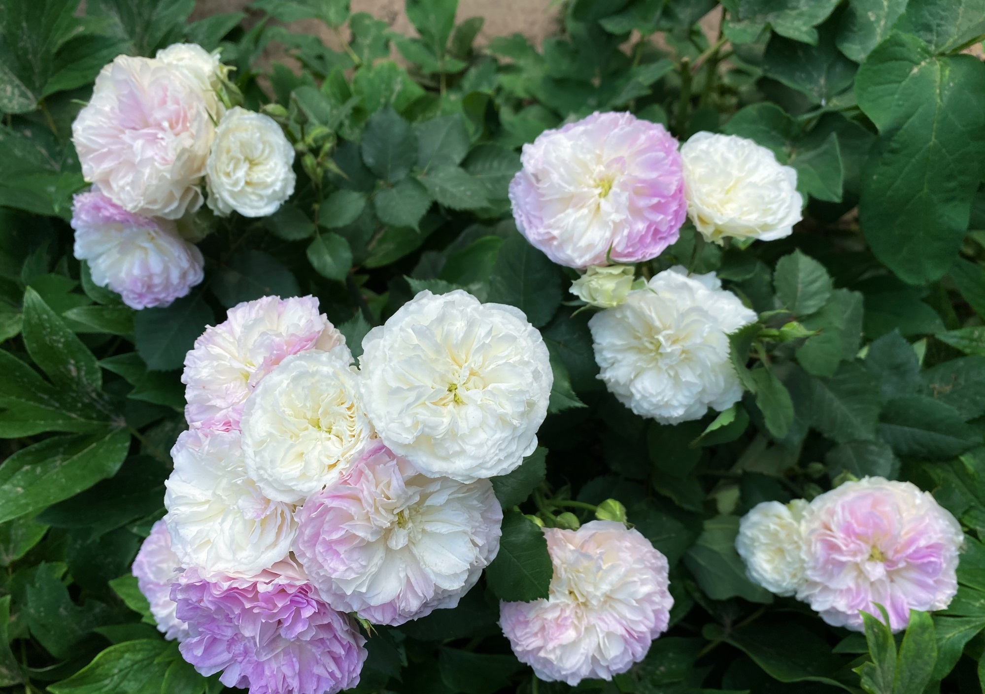 月季花蓝色晴空,月季花蓝月石