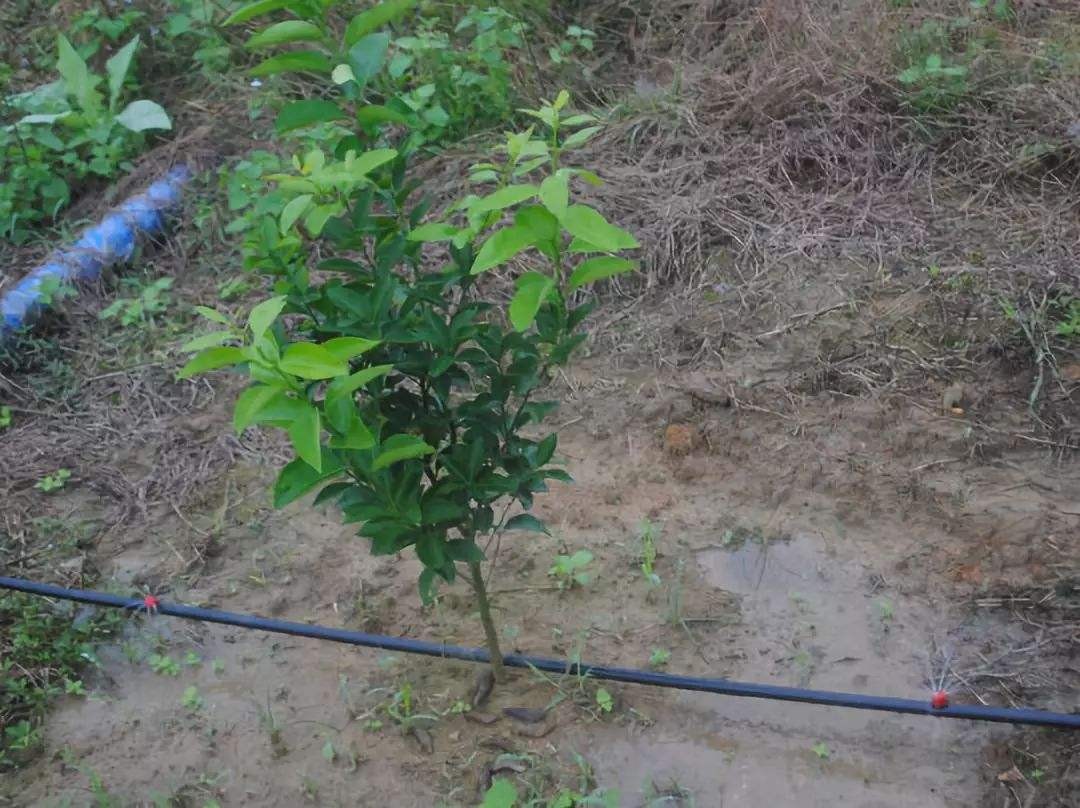 柑橘种植四大注意事项介绍,柑橘树防冻技术视频教程