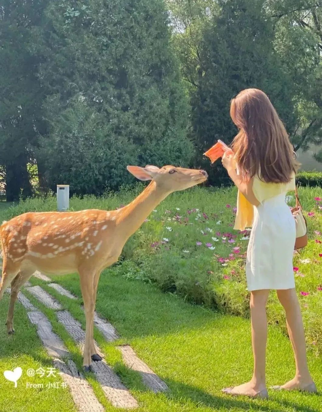 鼓浪屿可以当天预订船票攻略 (鼓浪屿还有免费的船票吗)