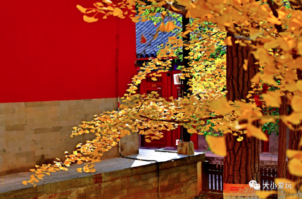 银杏最美的地方,金秋十月最美的银杏