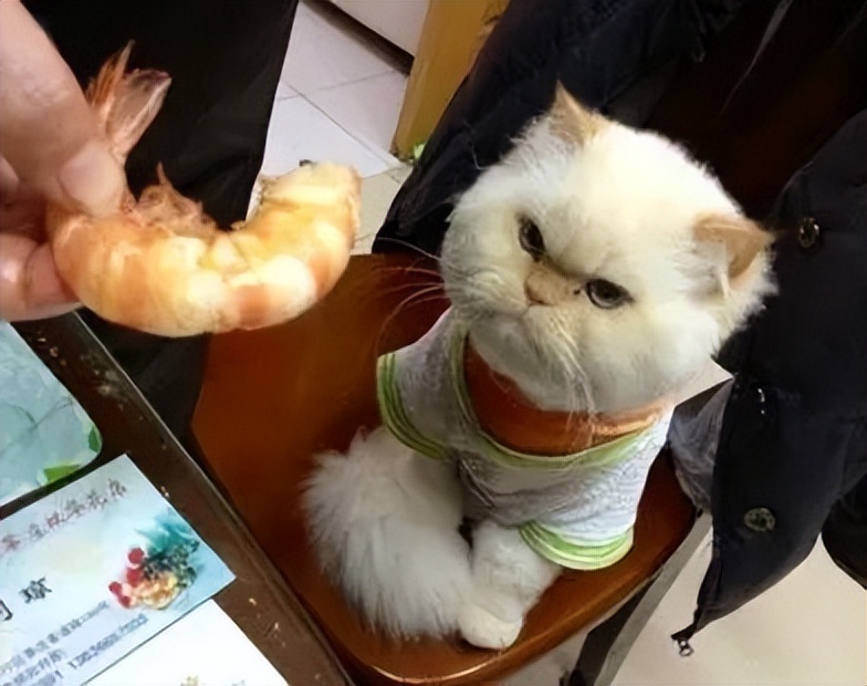 猫咪偷吃了人类的食物会怎么样,猫咪肠胃不舒服吃什么食物比较好