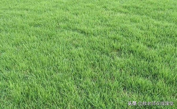 景观园林设计草坪作用,草坪景观设计原则