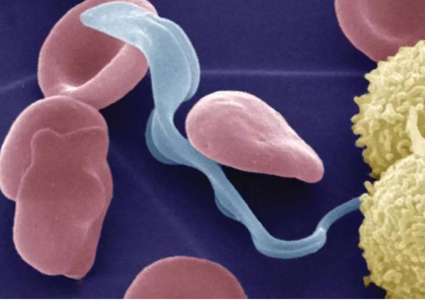 怎么在*生活性**前，判断对象有没有性病？