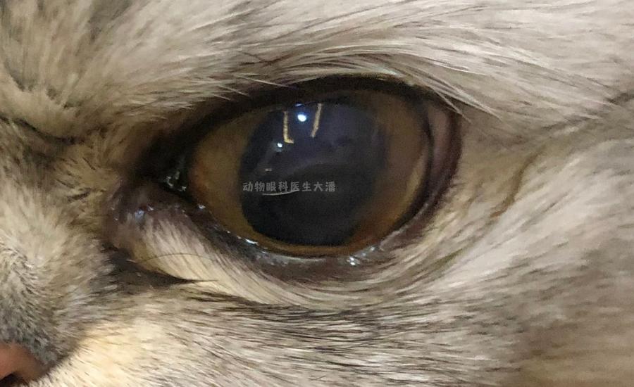猫眼睛溃疡红肿,猫眼发红流眼泪怎么治疗