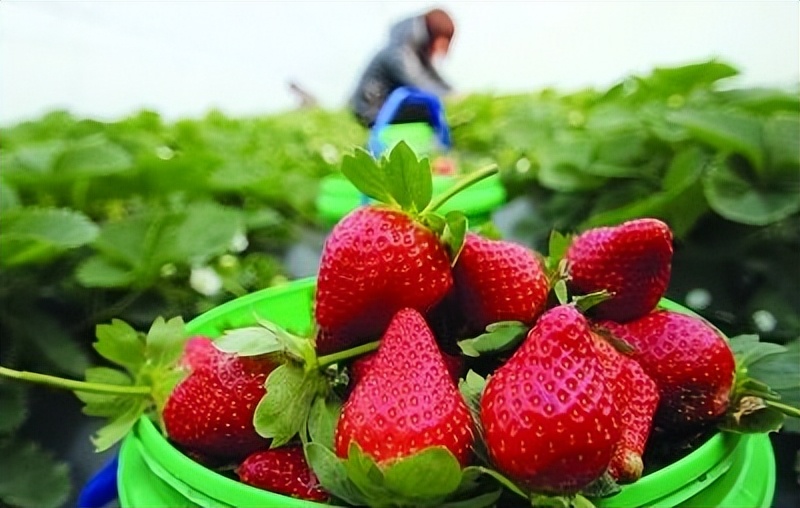 又到了麦稍要黄的季节，北方的这4种水果，也到了成熟的时刻