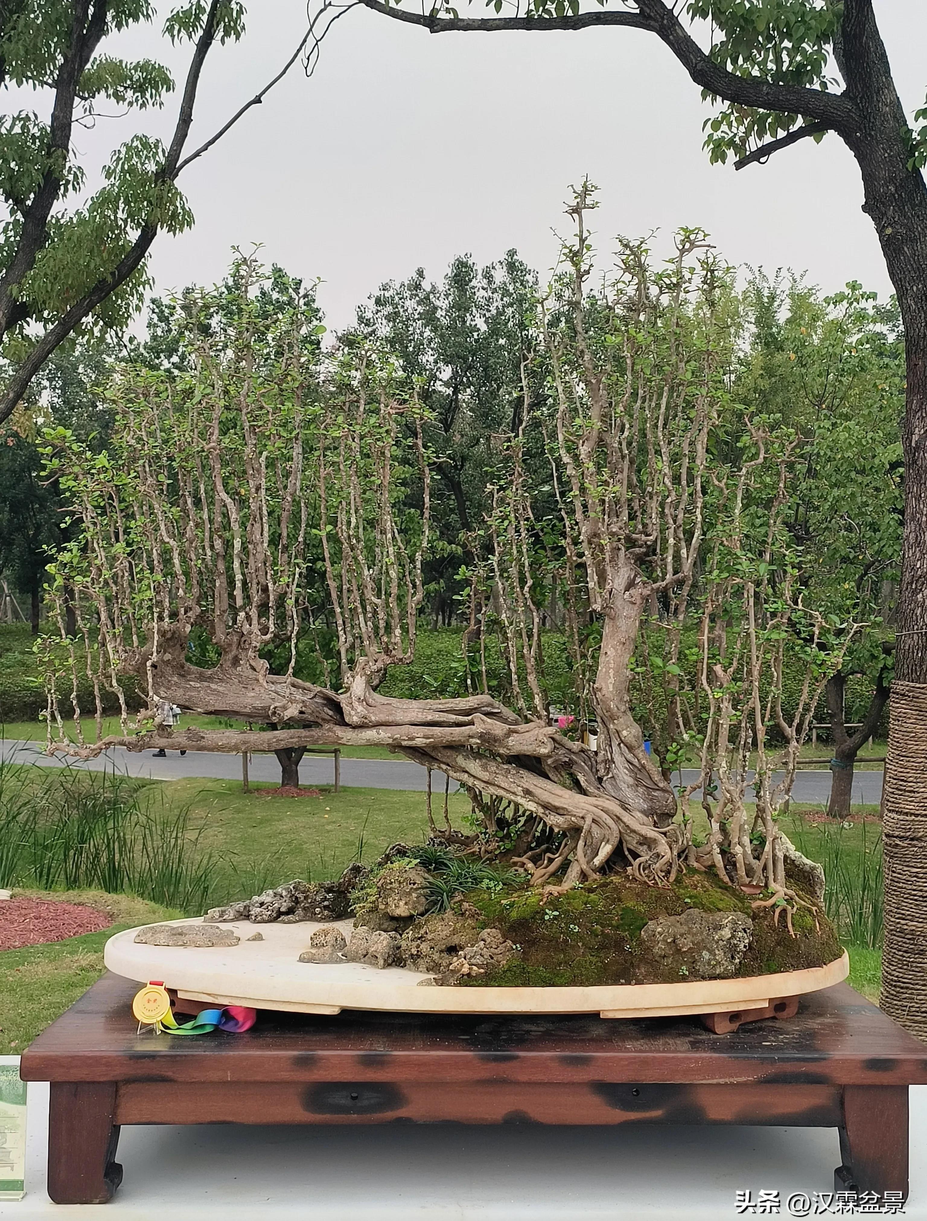 广州园林盆景展,精品大型盆景展会大全