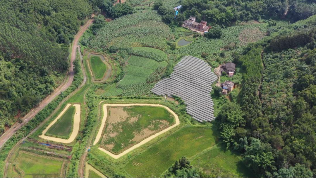 打造乡村特色葡萄产业,特色农业葡萄产业园助力乡村振兴