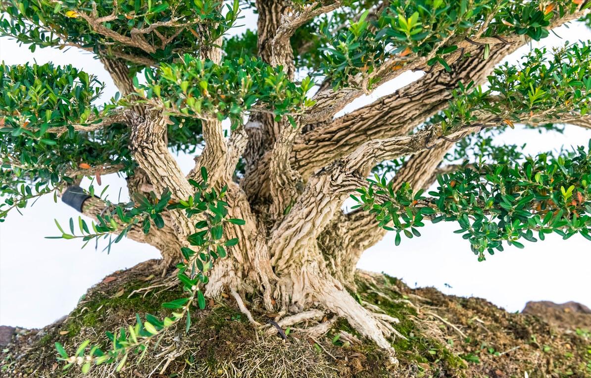 客厅大花盆栽树,100种家庭客厅盆栽树