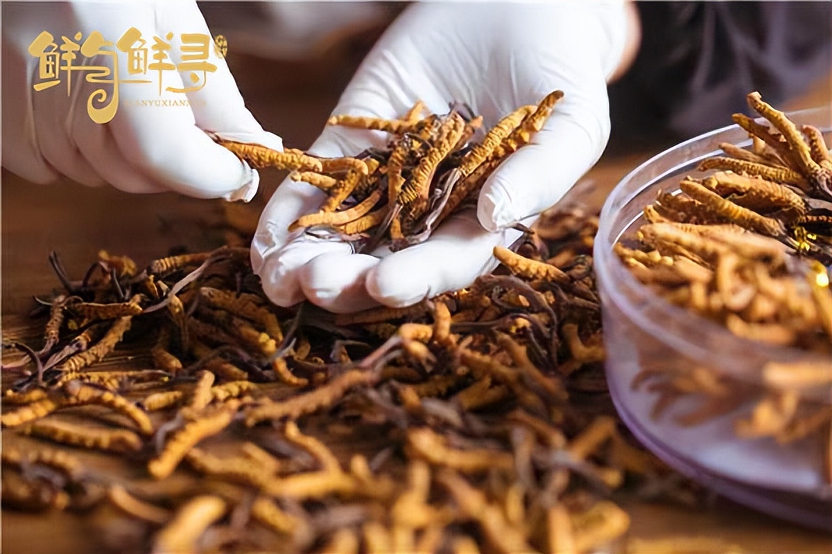 鲜冬虫夏草和干的冬虫夏草,正宗冬虫夏草多少钱一克