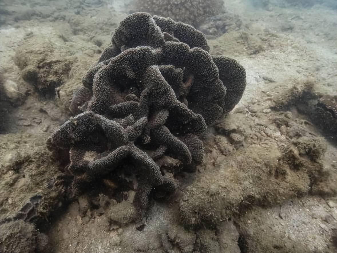 家底大揭秘！深圳究竟有多少“神奇生物”？