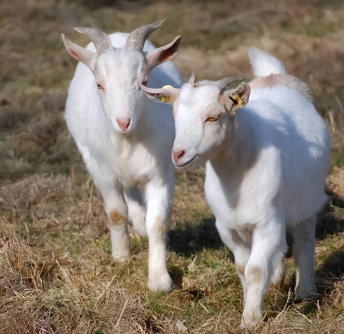 牛羊产后吃草不食,产后母牛长期不反刍怎么办