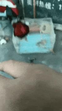 如何评价这个女主持人，主持了一半把*袜丝**脱了？