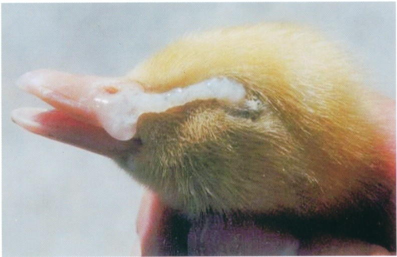 畜禽维生素缺乏的原因,养鸡微量元素缺乏的症状