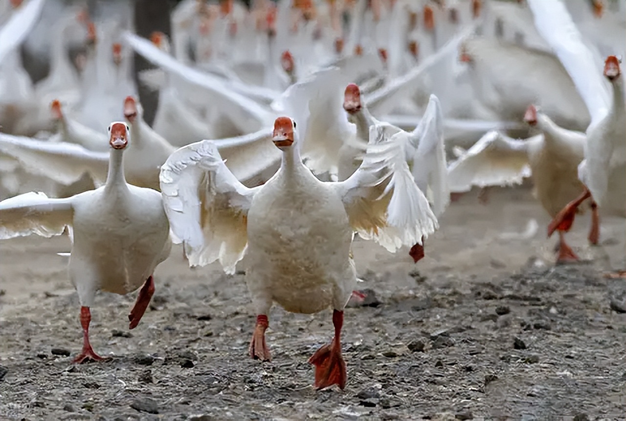 鹅粪便为什么能杀死蛇,大鹅的粪便能杀蛇吗