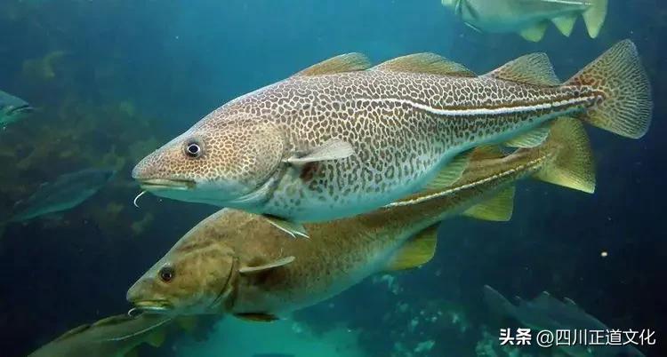 油鱼吃多了有哪些危害,油鱼的毒性有多大