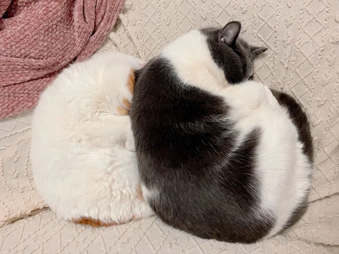 疫情防控下gmp建筑师的居家日志（上海篇）