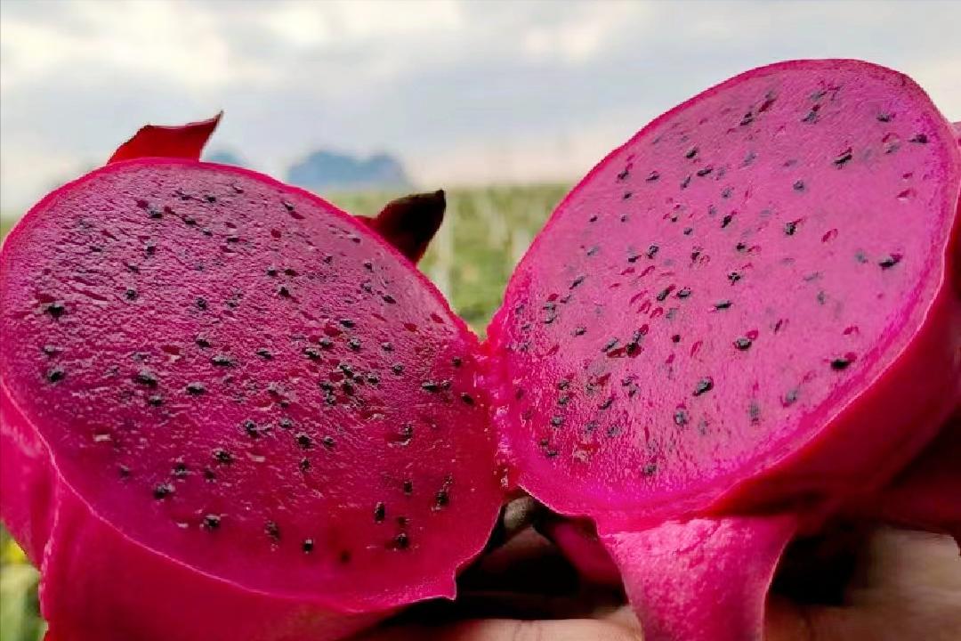 中国水果第一大省是哪个,广西跟山东哪个省水果种类多