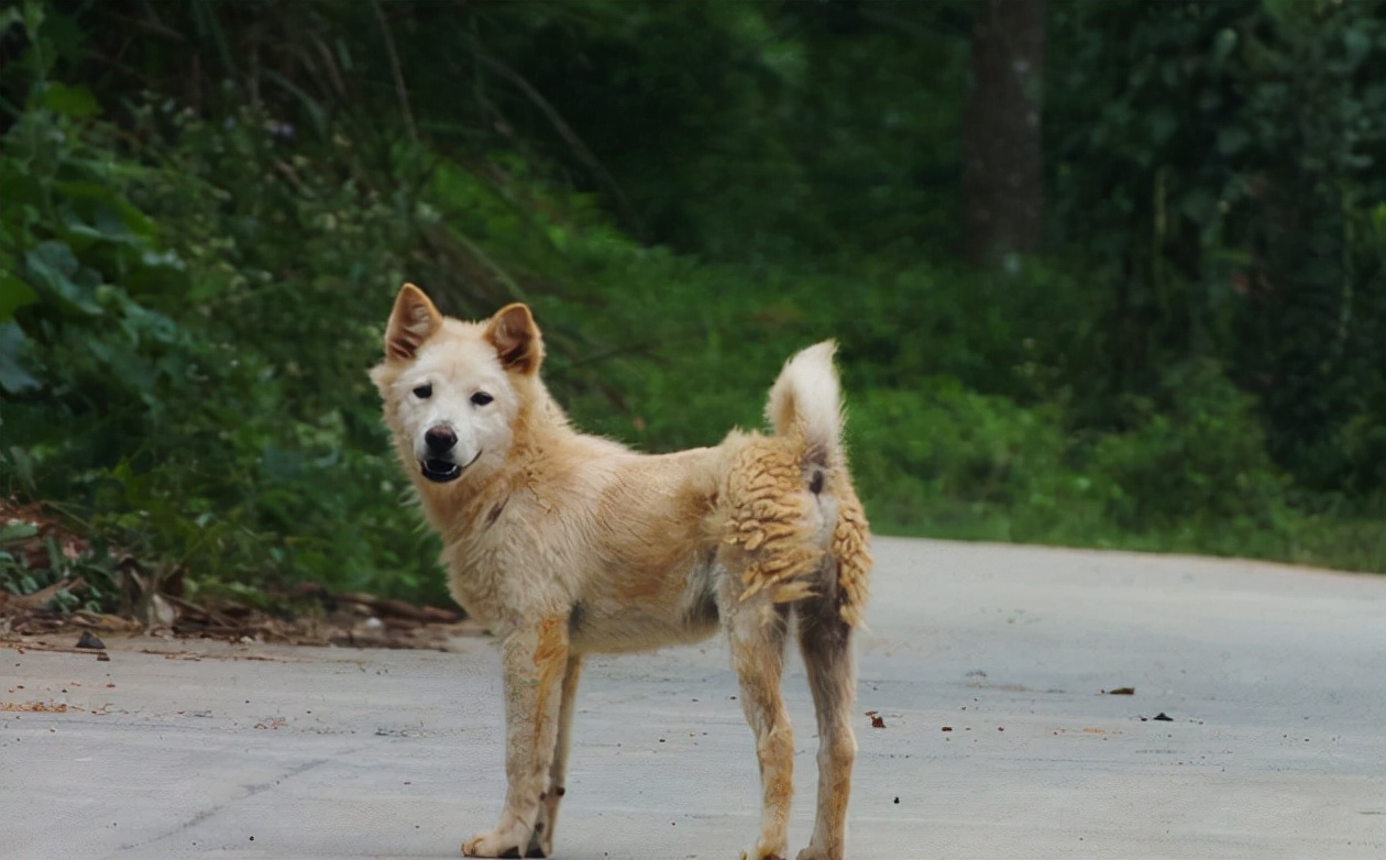 农村的看家土狗到底有多忠诚,为什么农村的土狗不抓鸡