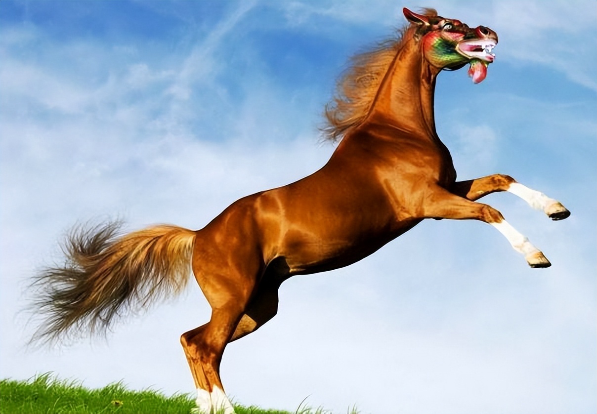 生肖马的每个季节的性格分析,生肖龙和生肖马的性格合适吗