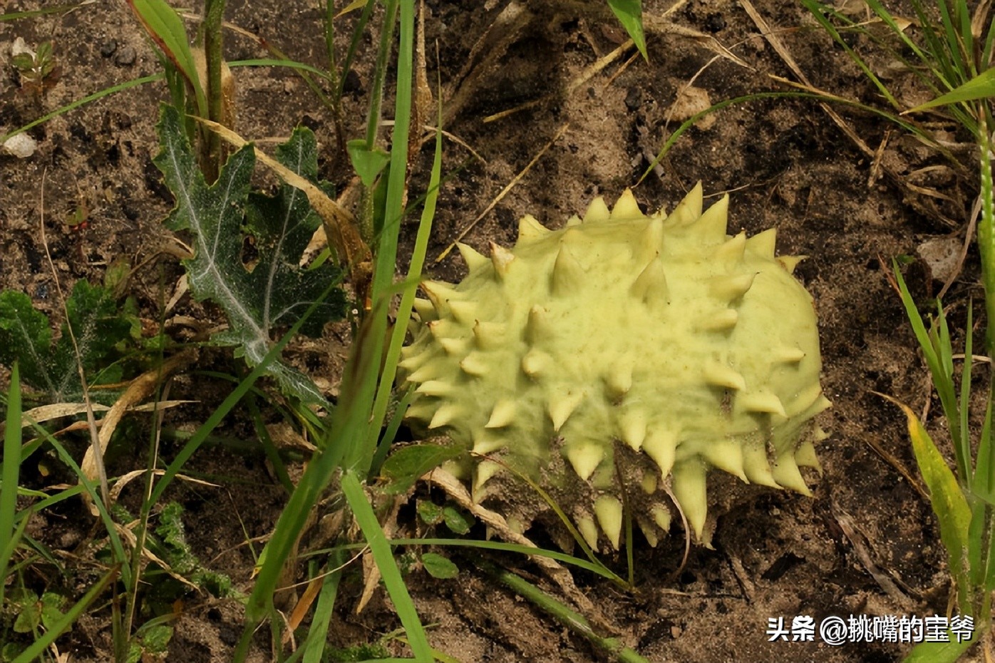 一身带刺长得像刺猬一样的西瓜，非洲沙漠中的水果——大羚羊瓜