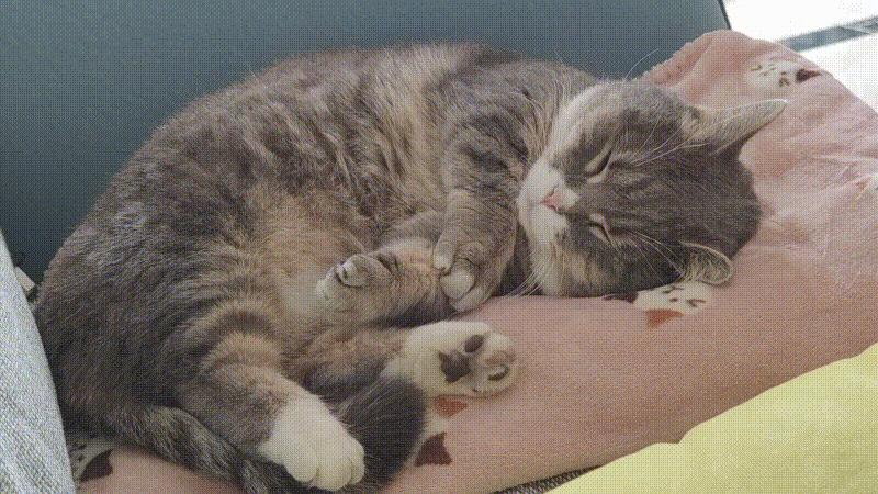 猫咪出现这些行为说明你养猫失败,新手养猫必备猫咪行为语言大解读