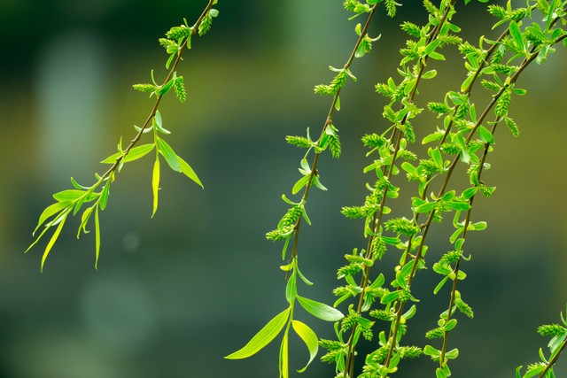 柔丝弄早春,柳枝婀娜醉春风,期盼好事要发生