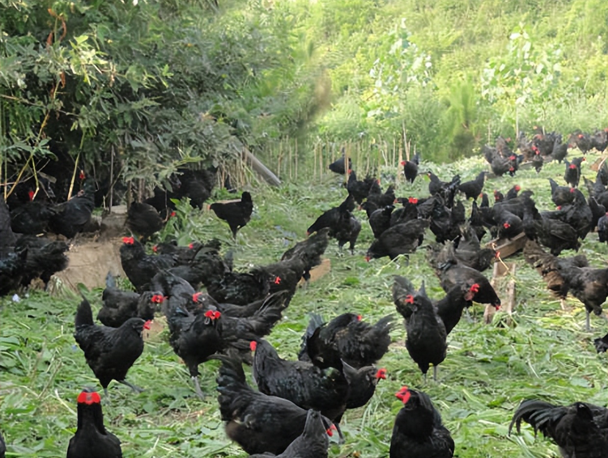 准岳父下跪求他离开女儿，决心创业进深山养鸡16年，带领村民致富