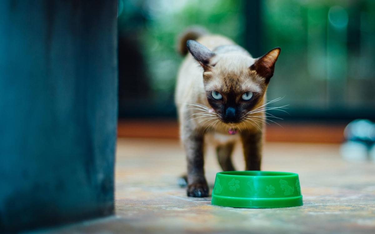 暹罗猫便便黄的对吗,暹罗猫屁股特别臭怎么办