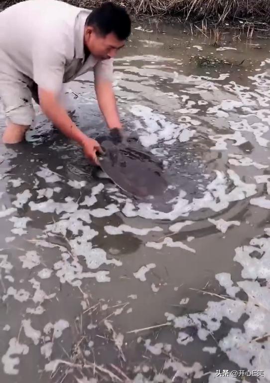 小伙在淤泥塘里面捉到大甲鱼,河里抓出大甲鱼