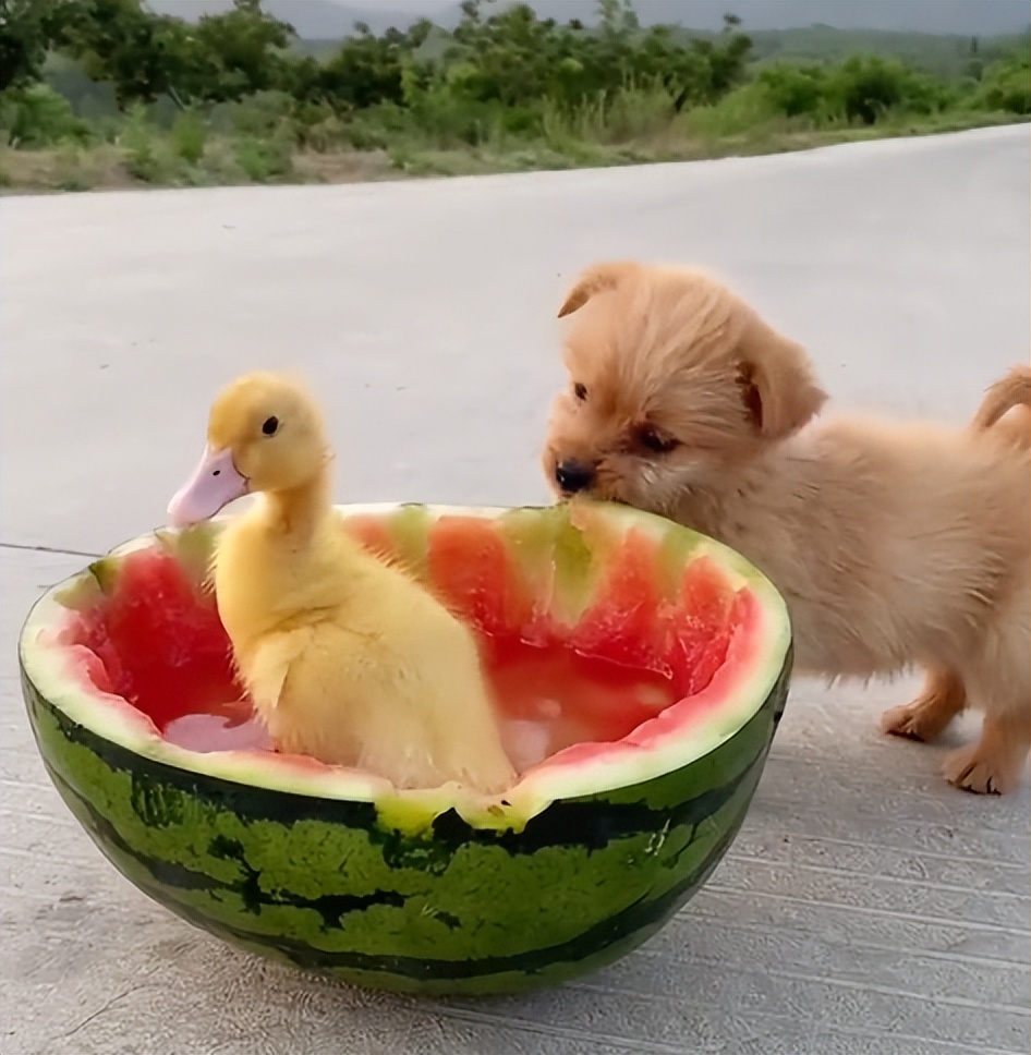 “狗界巅峰”：“把鸭当妈”骑鸭背上，全网最萌小狗吸粉550万