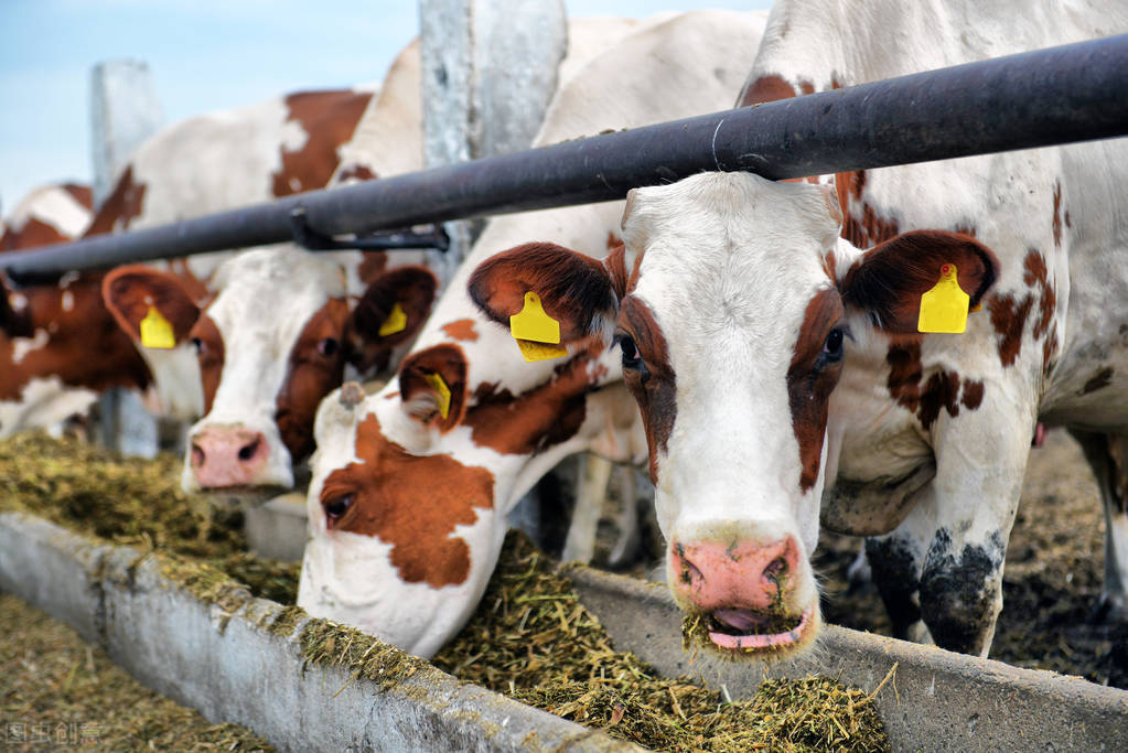 2023西门塔尔牛价行情,今日黄牛西门塔尔活牛价格