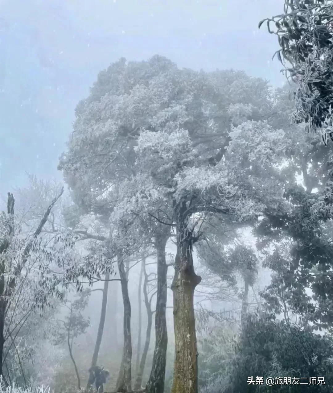 清远金子山旅游攻略看雾凇,广东金子山雪景旅游攻略