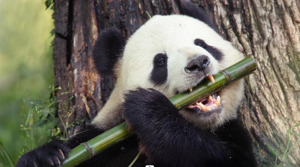 卡塔尔租借熊猫一次成功,卡塔尔为什么租借熊猫