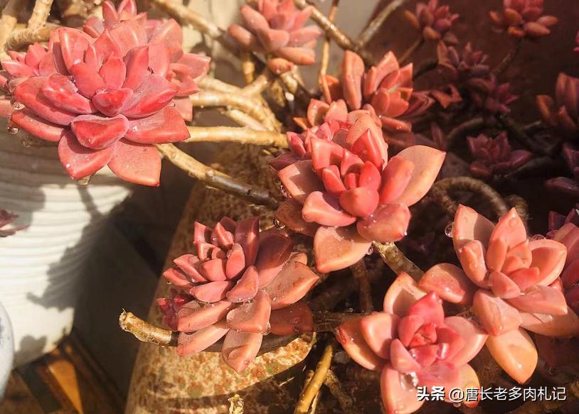 黄丽多肉木质化杆可以发根吗,木质化的多肉老桩光杆能扦插吗