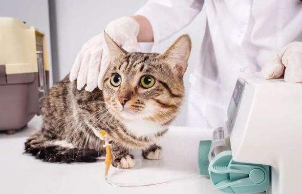 猫咪只吐不拉稀是猫瘟吗,猫咪得了猫瘟治疗得多少钱