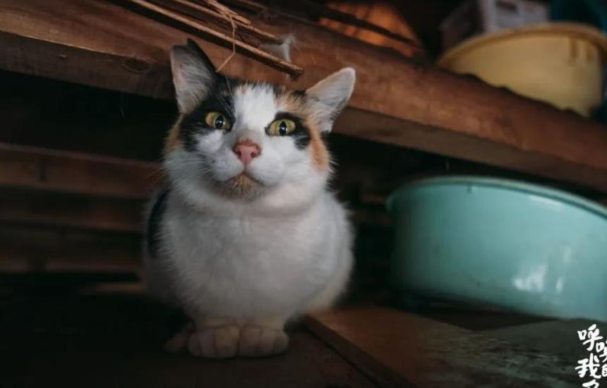 往返福岛11年，他拍下*污染核**区被遗弃的数百个毛孩子故事