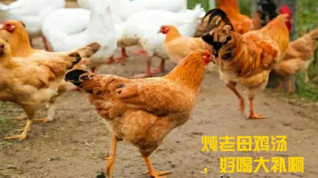 欲说还休古风歌曲,欲说还休郭晨冬