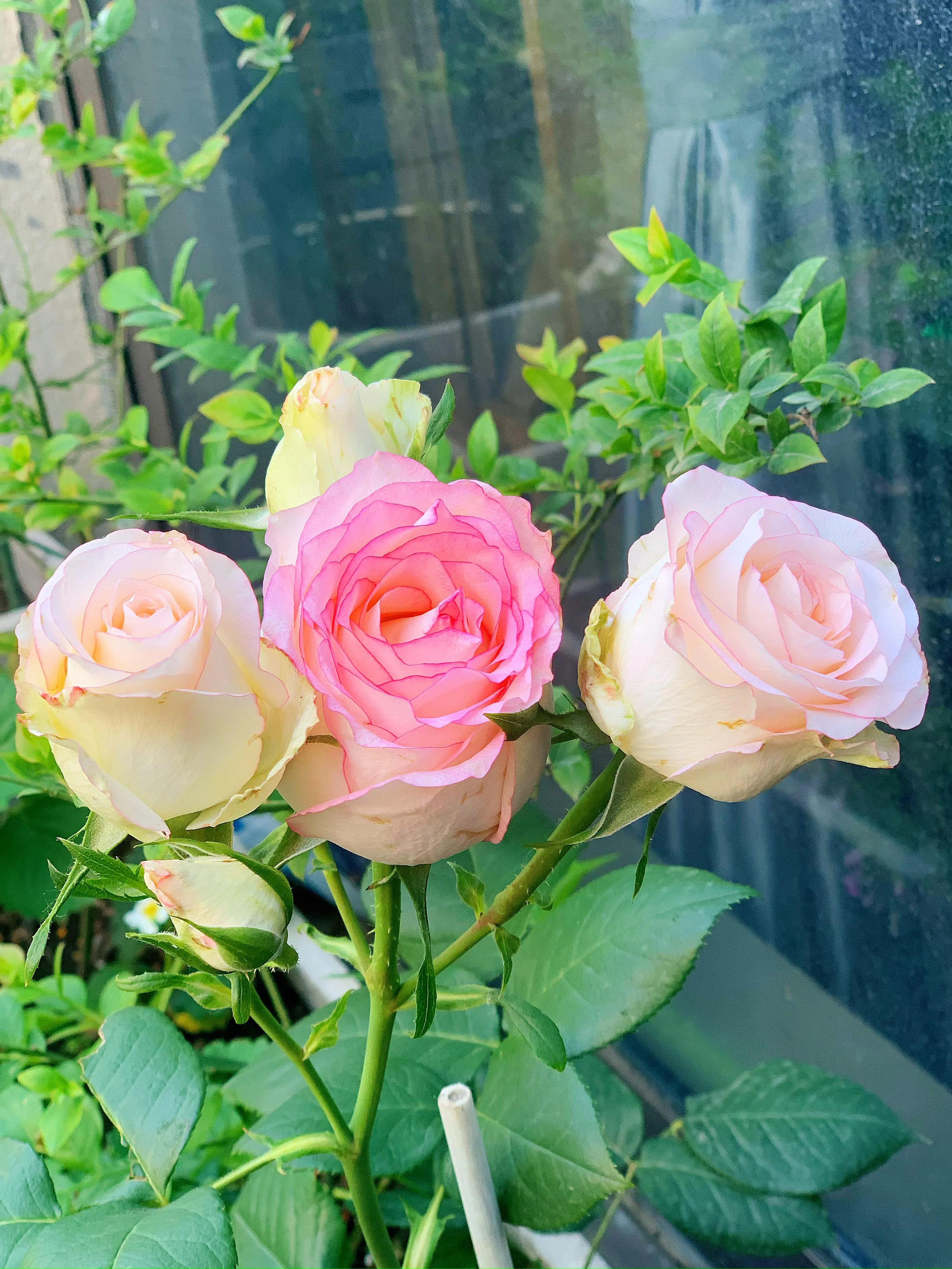 花期长又香的月季花园,花期超长又好养的经典月季