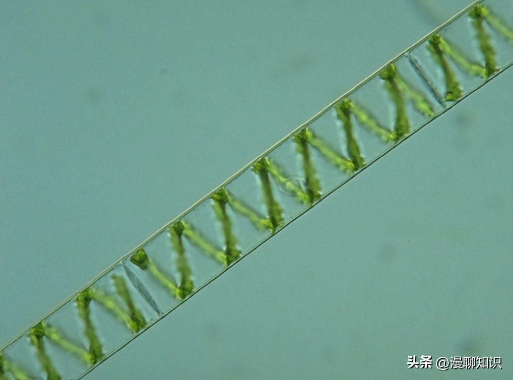 水稻田水绵怎么防治,水绵生物防治