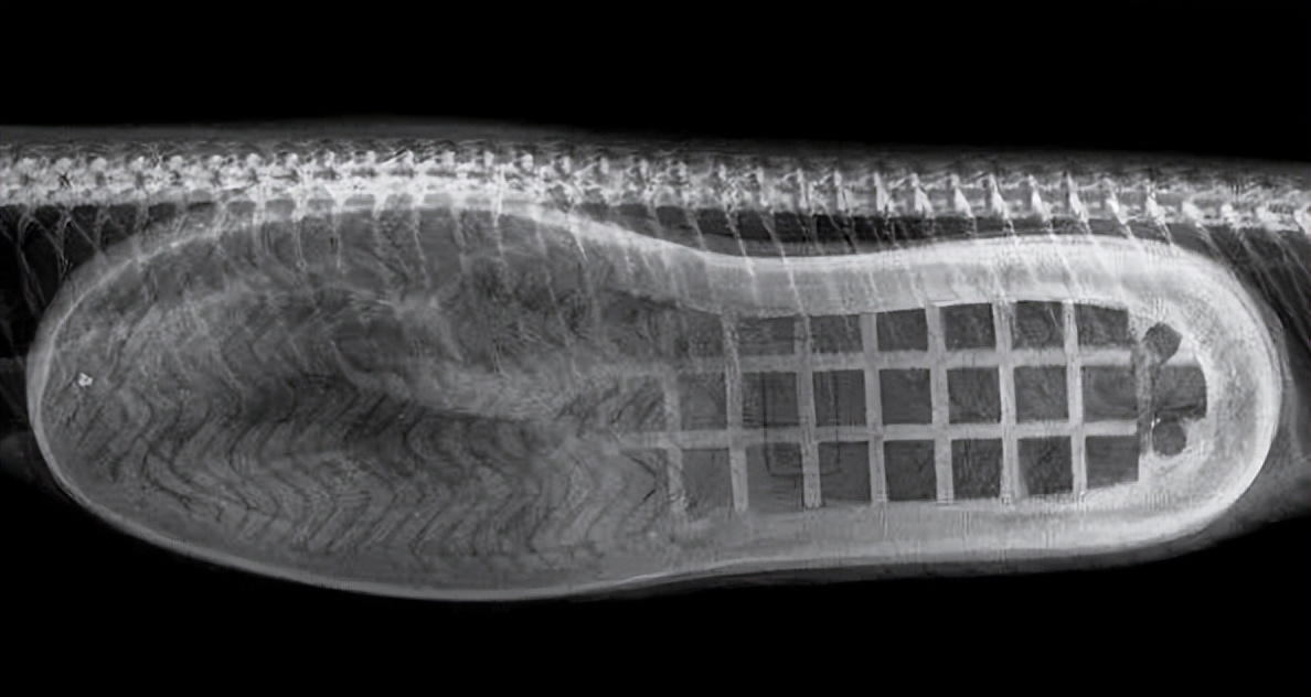 文胸、高尔夫、炮弹、珍珠、*物文**，盘点这些从动物肚里发现的东西
