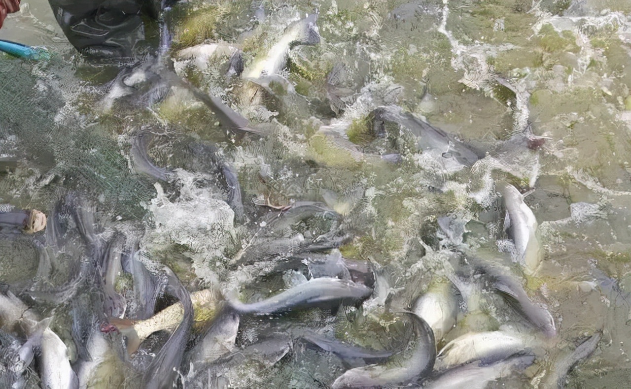 春季鱼瘟怎么处理,开春鱼瘟怎么预防效果好