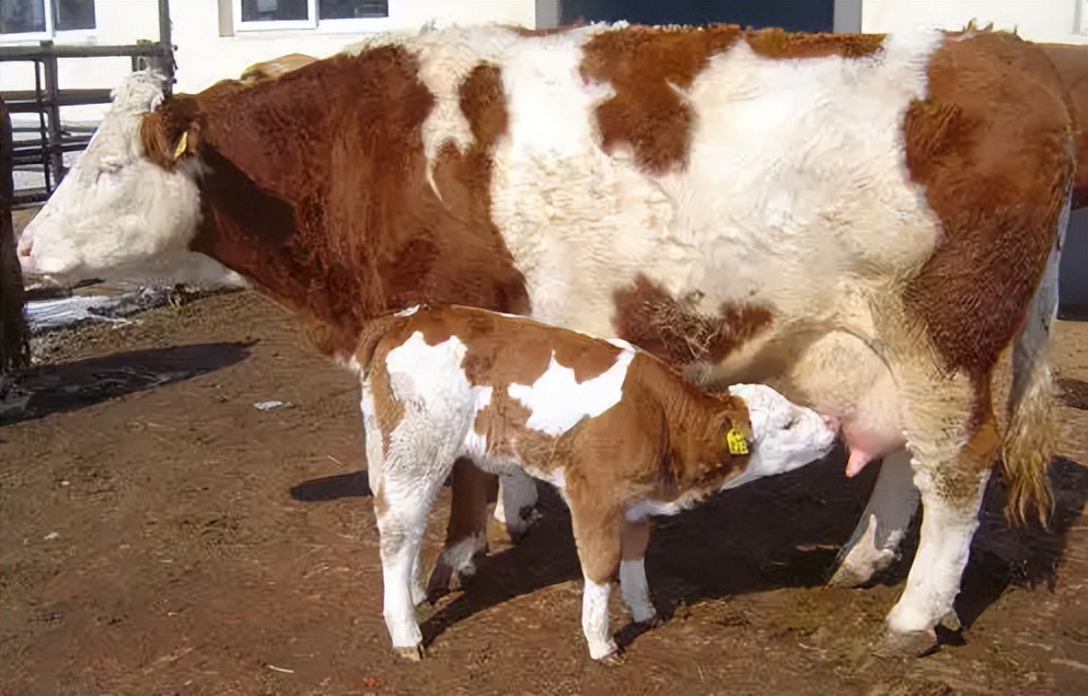 母牛产前奶水不足治疗方法,母牛产后奶水不足中药处方