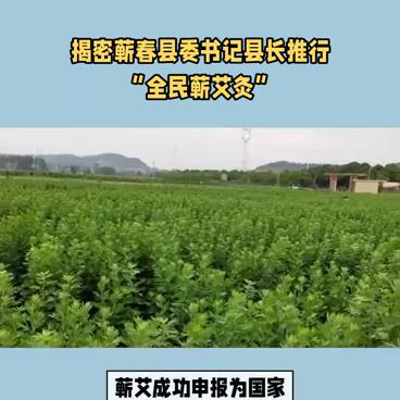有关蕲春艾灸的视频,湖北省蕲春县艾灸怎么样