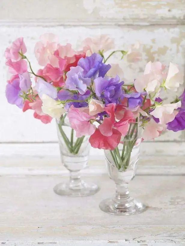 三月花事Vol.2|那些属于女神们的花