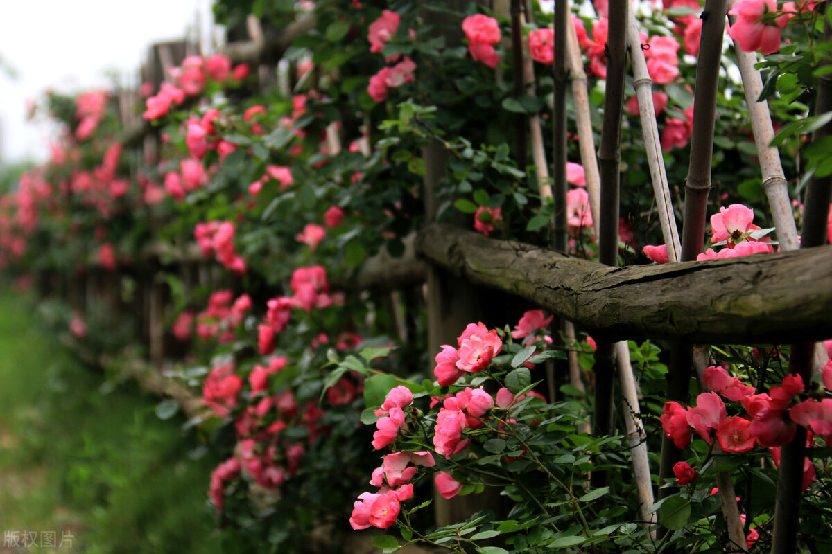 刚买回来的植物怎么缓苗,植物移栽快速缓苗的方法