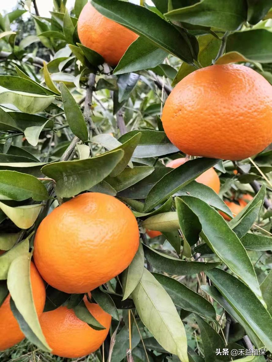 菜籽饼当肥料起什么作用,未腐熟菜籽饼怎样施柑橘果树