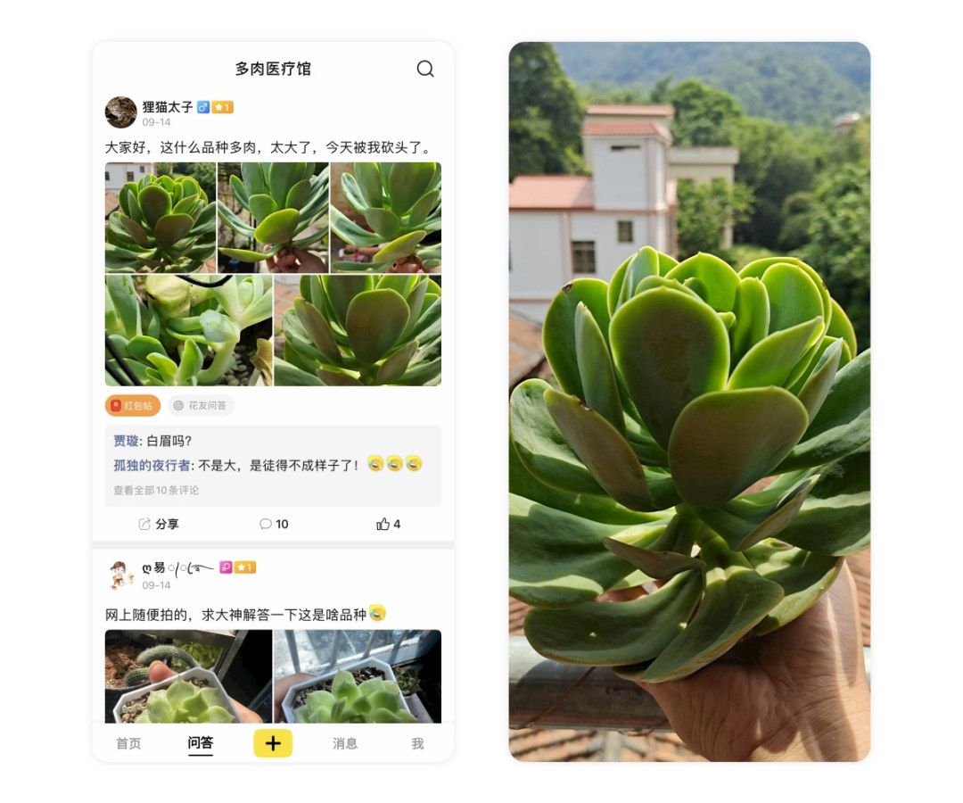 黑斑病季节,黑斑病防治指南