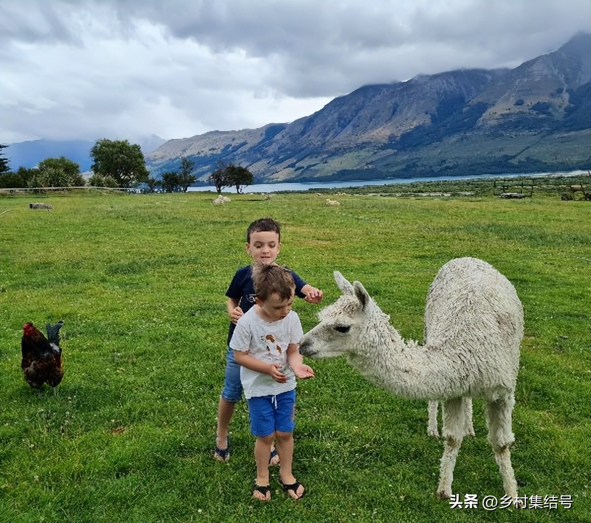 新西兰格伦诺基动物体验农场:一家以动物体验为主题的特色农场